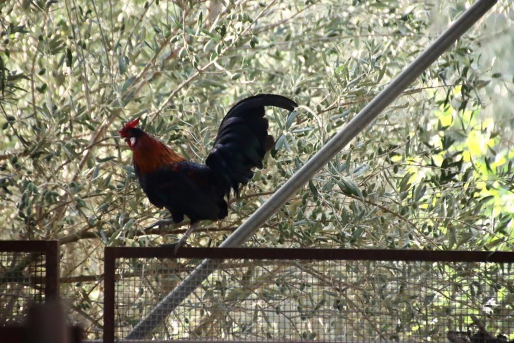 Agriturcostabaira Villa Caltagirone Eksteriør bilde