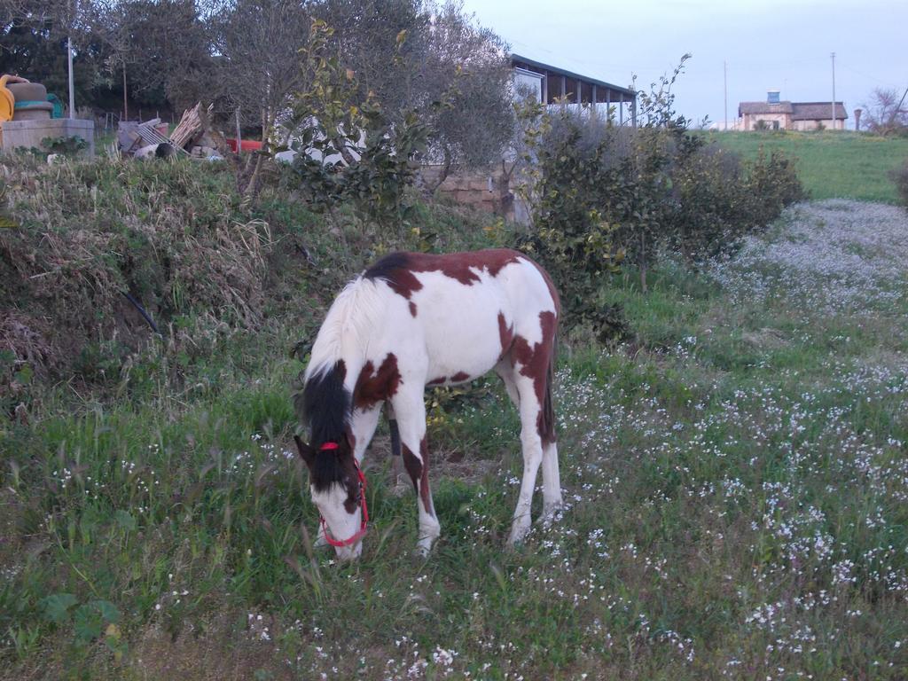 Agriturcostabaira Villa Caltagirone Eksteriør bilde